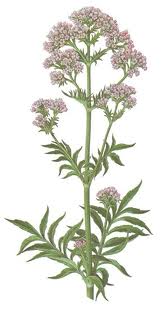 valeriana para dormir bien